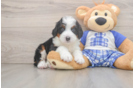 Funny Mini Bernedoodle Poodle Mix Pup