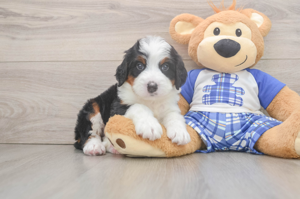 Funny Mini Bernedoodle Poodle Mix Pup