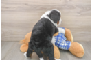 Happy Mini Bernedoodle Baby