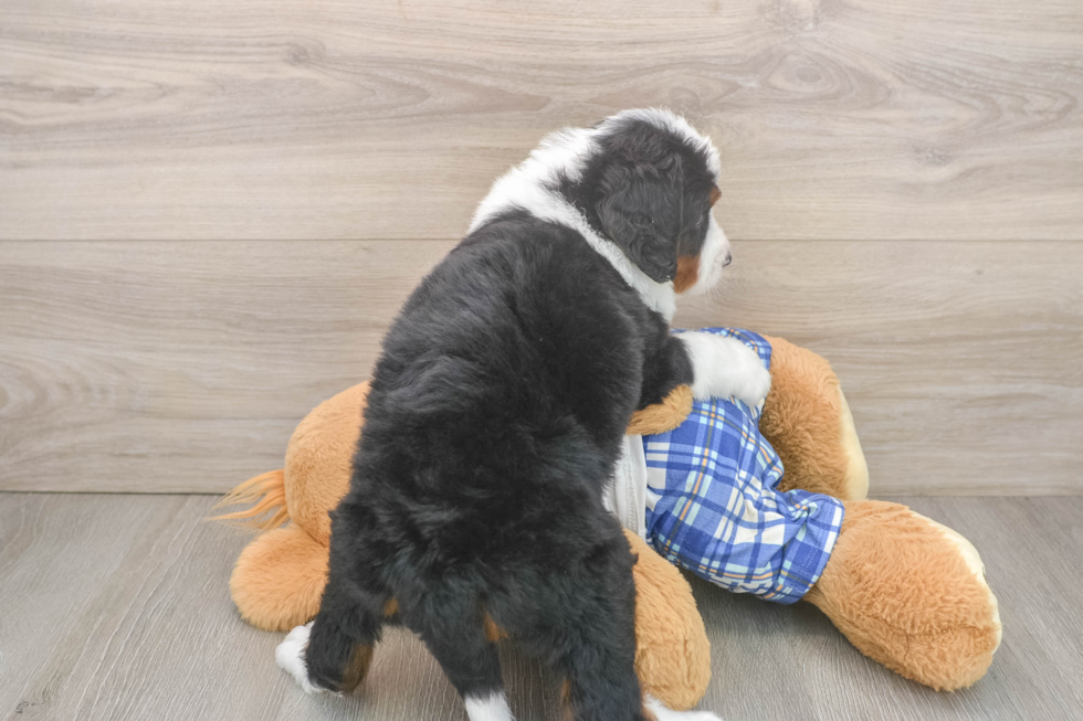 Happy Mini Bernedoodle Baby