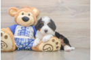 Playful Bernadoodle Poodle Mix Puppy