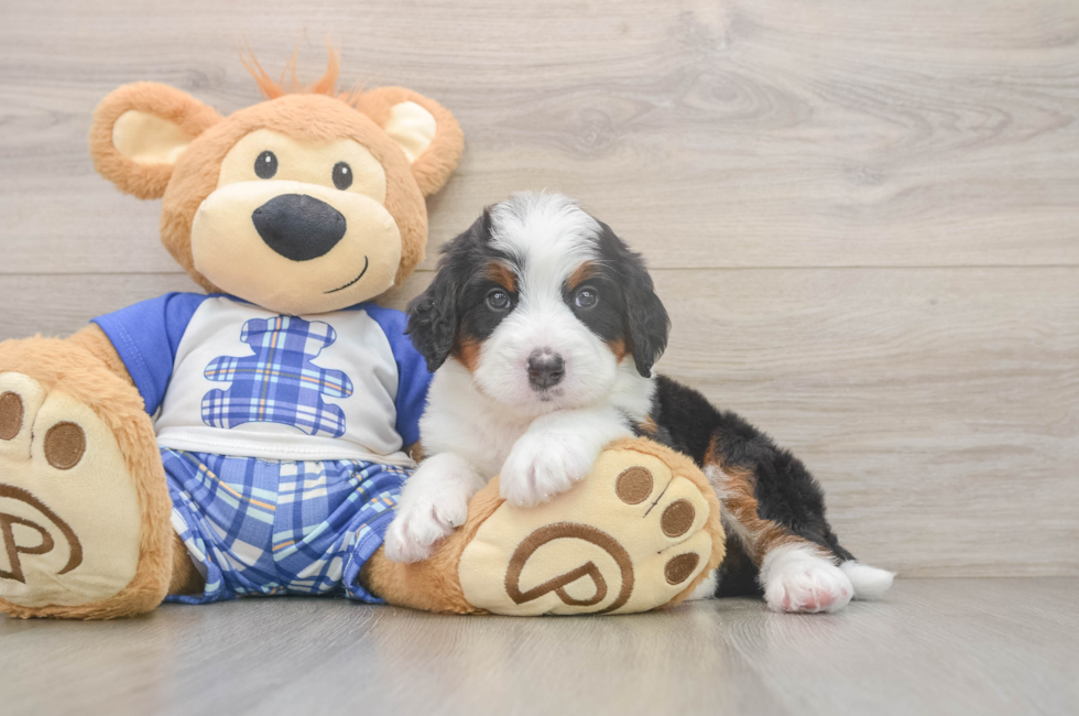 5 week old Mini Bernedoodle Puppy For Sale - Premier Pups