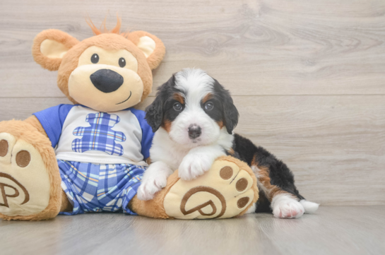 Playful Bernadoodle Poodle Mix Puppy