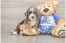 Sweet Mini Bernedoodle Baby