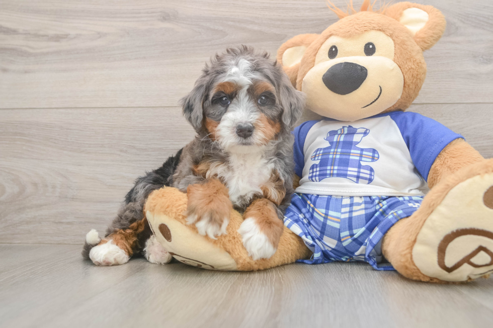 Sweet Mini Bernedoodle Baby