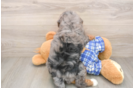 Mini Bernedoodle Pup Being Cute