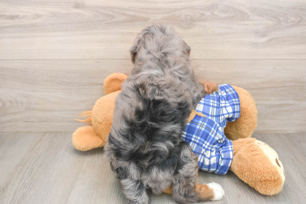 Mini Bernedoodle Pup Being Cute
