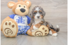 Mini Bernedoodle Puppy for Adoption