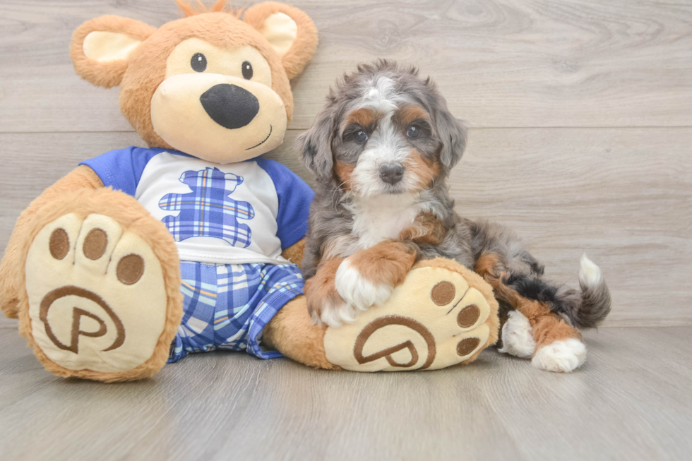 Mini Bernedoodle Puppy for Adoption
