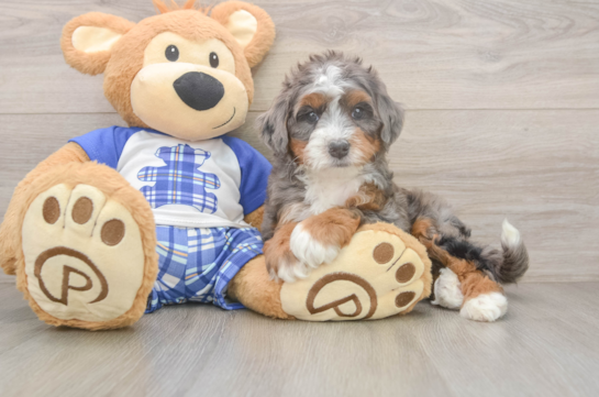 Mini Bernedoodle Puppy for Adoption