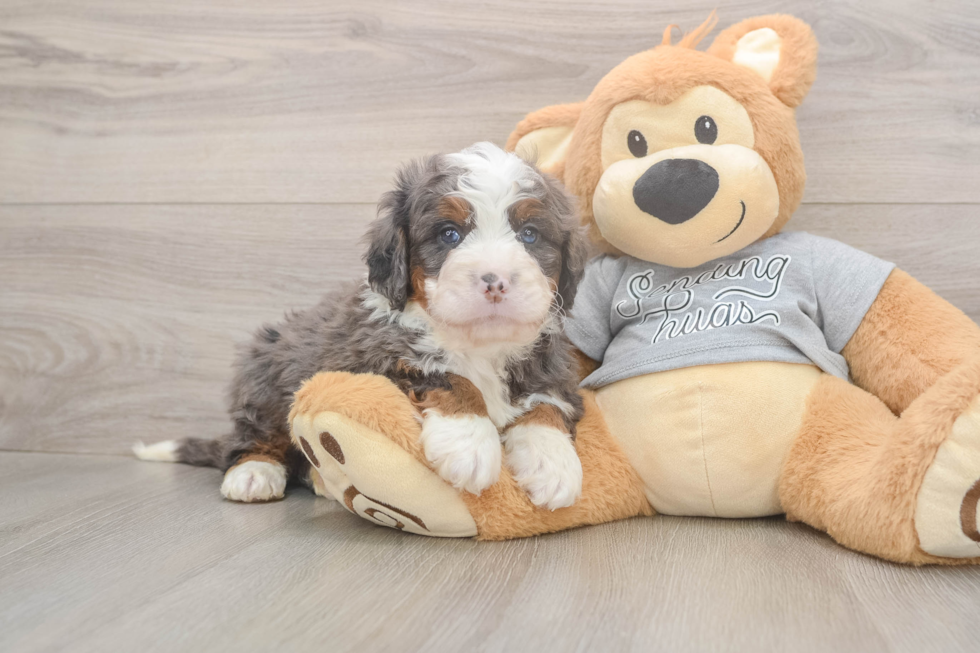 Meet Jedi - our Mini Bernedoodle Puppy Photo  2/3 - Premier Pups Small Mini Bernedoodle Baby