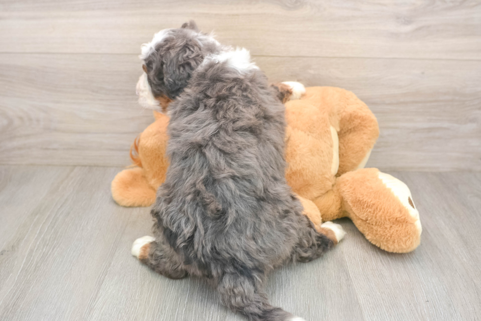 Meet Jedi - our Mini Bernedoodle Puppy Photo  3/3 - Premier Pups Mini Bernedoodle Pup Being Cute