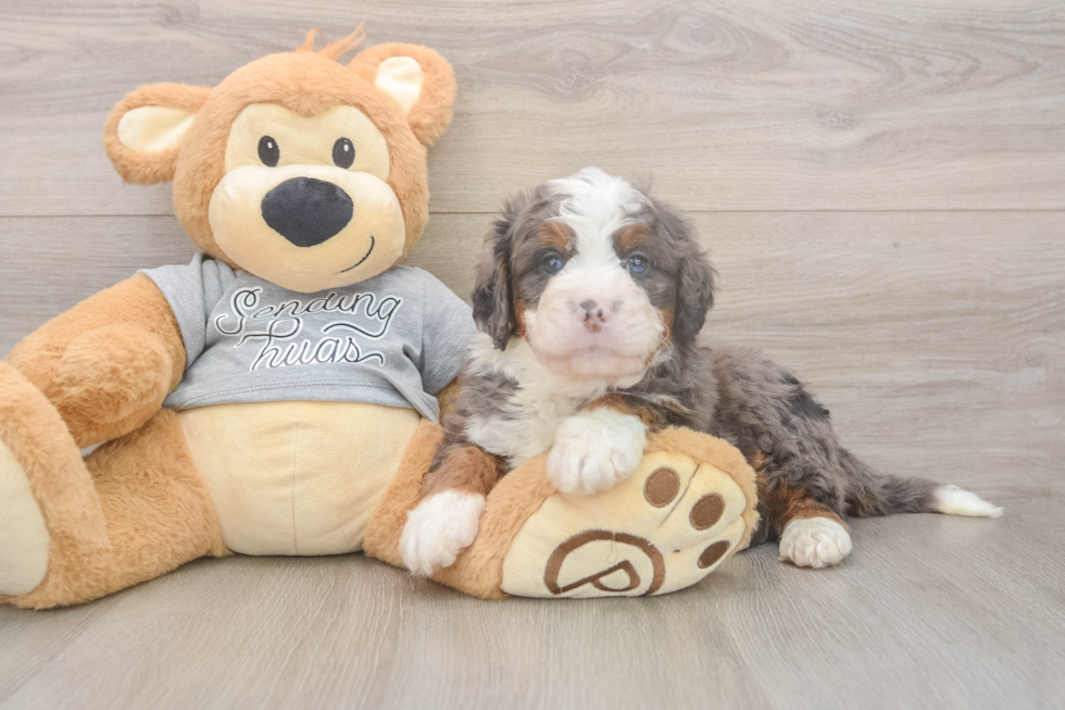 Meet Jedi - our Mini Bernedoodle Puppy Photo  1/3 - Premier Pups Cute Mini Bernedoodle Baby