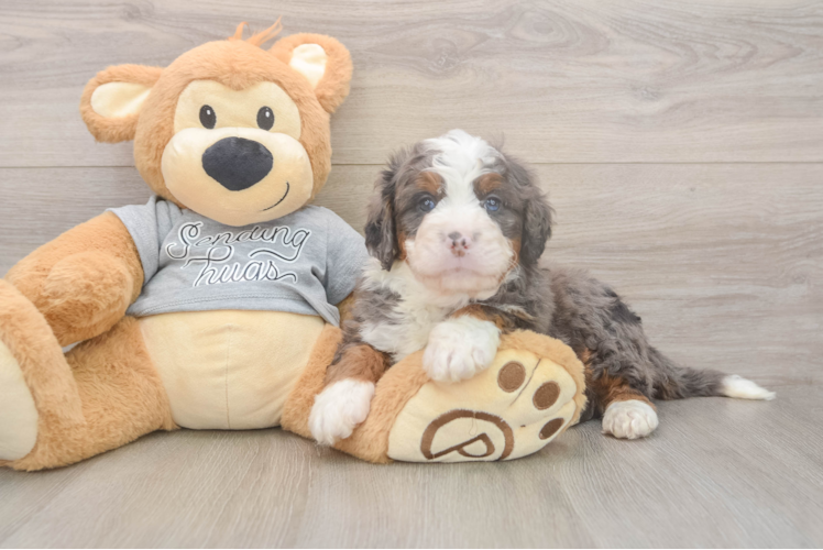 Meet Jedi - our Mini Bernedoodle Puppy Photo  1/3 - Premier Pups Cute Mini Bernedoodle Baby