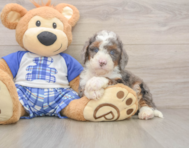 6 week old Mini Bernedoodle Puppy For Sale - Premier Pups
