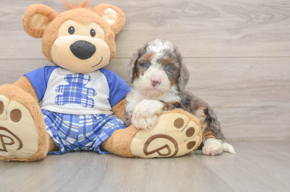 5 week old Mini Bernedoodle Puppy For Sale - Premier Pups