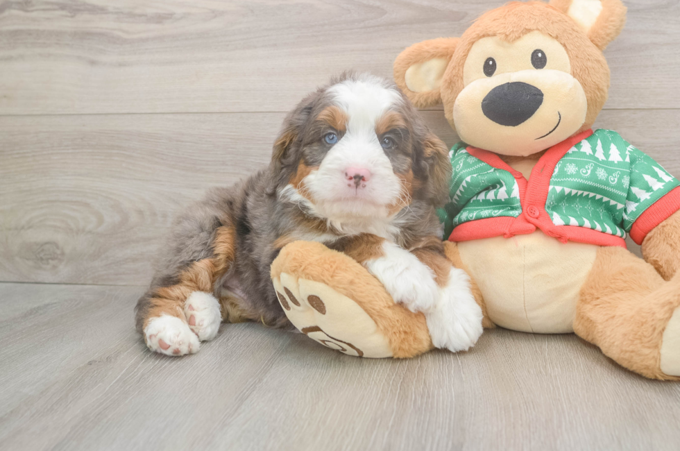 5 week old Mini Bernedoodle Puppy For Sale - Premier Pups