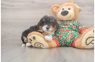 Mini Bernedoodle Puppy for Adoption