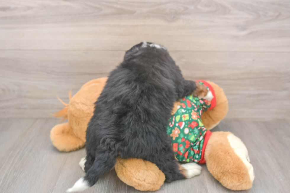 Mini Bernedoodle Puppy for Adoption