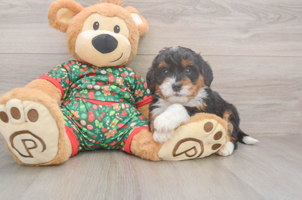 6 week old Mini Bernedoodle Puppy For Sale - Premier Pups