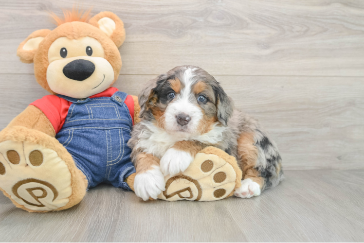 Best Mini Bernedoodle Baby