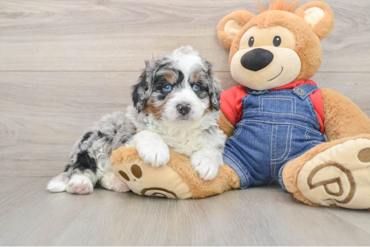Hypoallergenic Mini Berniedoodle Poodle Mix Puppy