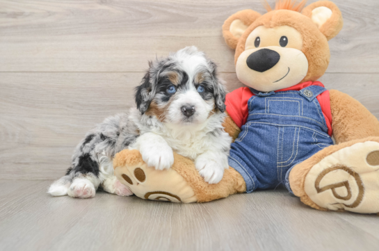 Hypoallergenic Mini Berniedoodle Poodle Mix Puppy