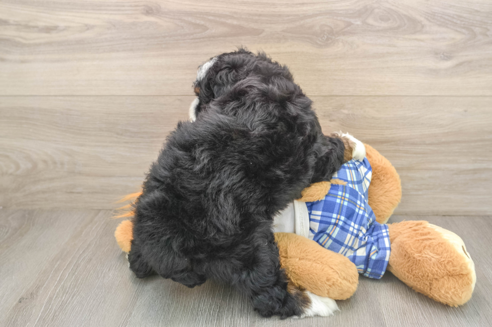 Smart Mini Bernedoodle Poodle Mix Pup