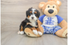 Mini Bernedoodle Puppy for Adoption