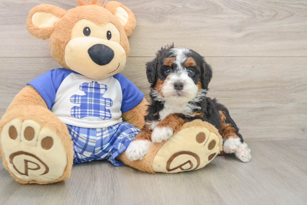 Hypoallergenic Mini Bernese Poodle Poodle Mix Puppy