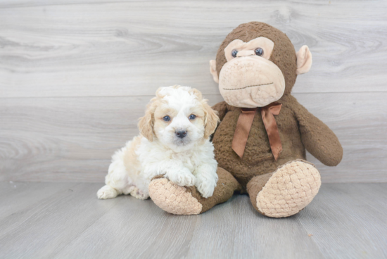 Happy Mini Bernedoodle Baby