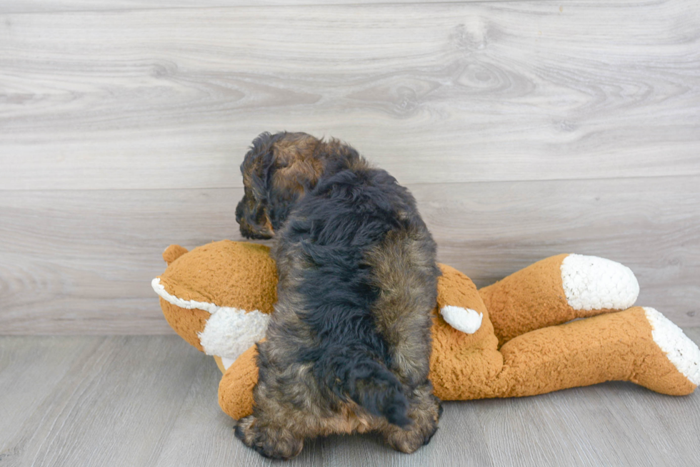 Mini Bernedoodle Puppy for Adoption