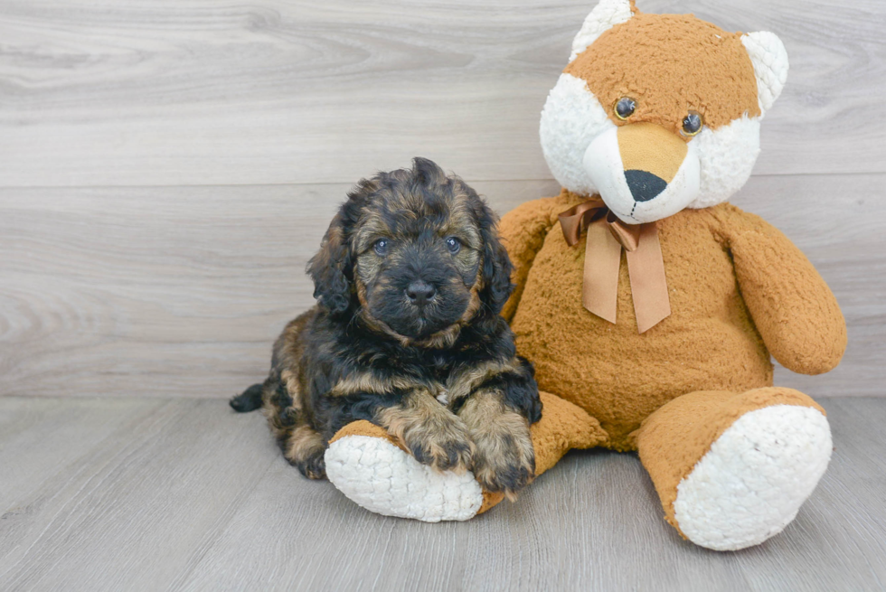 Best Mini Bernedoodle Baby