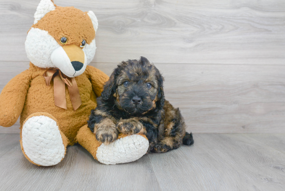 Mini Bernedoodle Puppy for Adoption