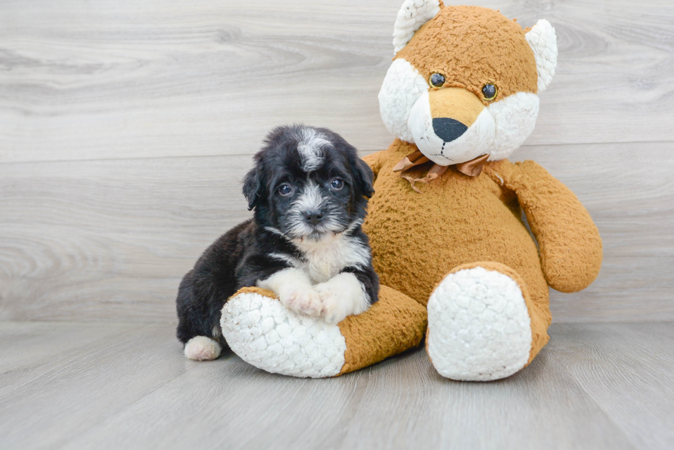 Best Mini Bernedoodle Baby