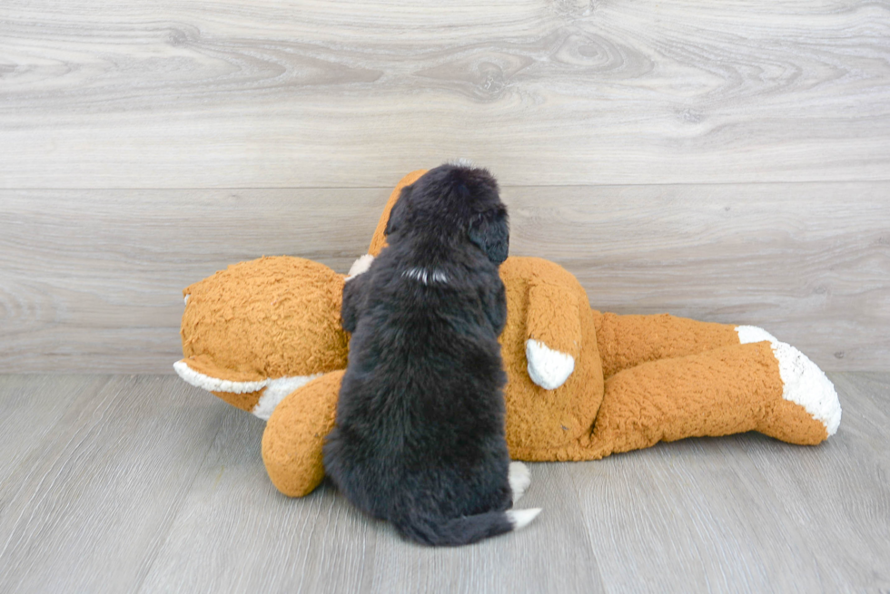 Mini Bernedoodle Puppy for Adoption