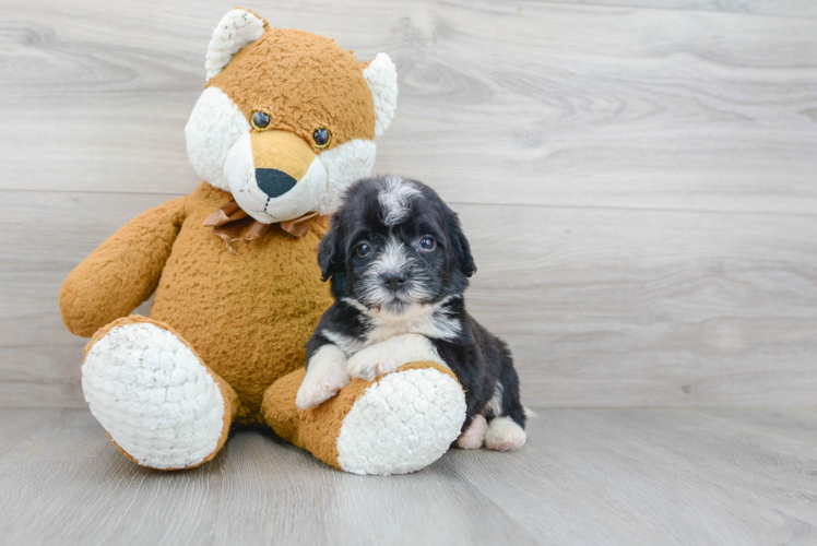 Best Mini Bernedoodle Baby