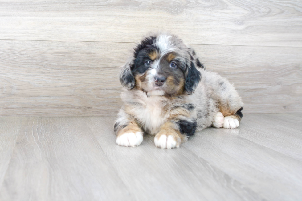 Popular Mini Bernedoodle Poodle Mix Pup