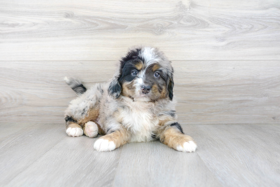 Petite Mini Bernedoodle Poodle Mix Pup