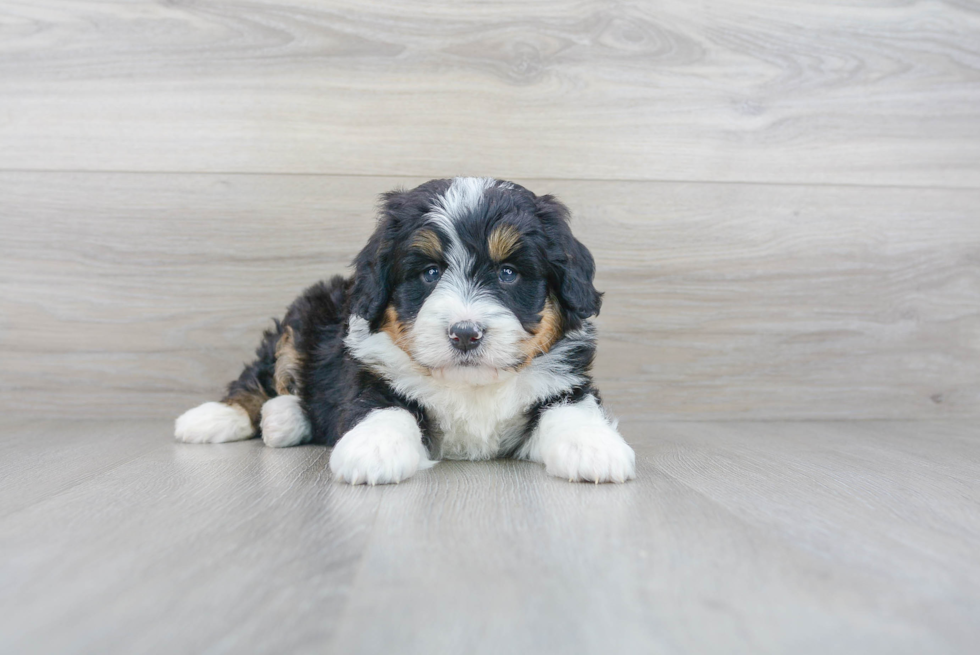 Mini Bernedoodle Puppy for Adoption