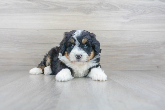 Mini Bernedoodle Puppy for Adoption