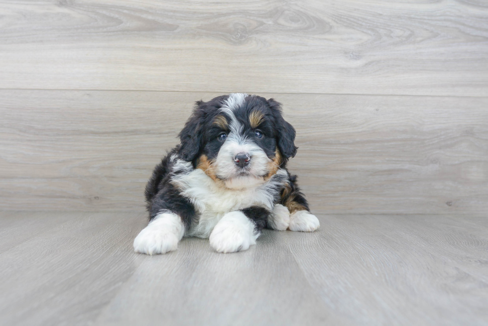 Fluffy Mini Bernedoodle Poodle Mix Pup