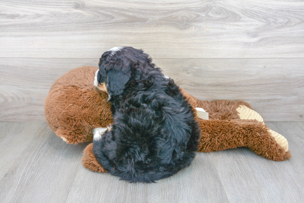 Popular Mini Bernedoodle Poodle Mix Pup