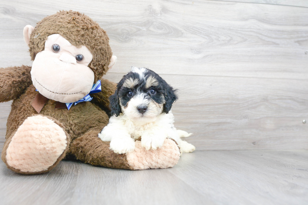 Best Mini Bernedoodle Baby