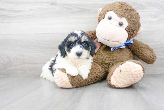 Mini Bernedoodle Puppy for Adoption