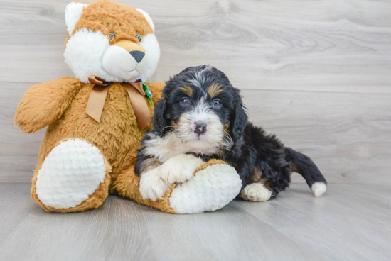 Mini Bernedoodle Puppy for Adoption