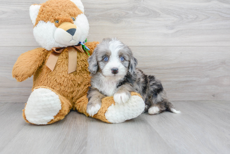 Happy Mini Bernedoodle Baby