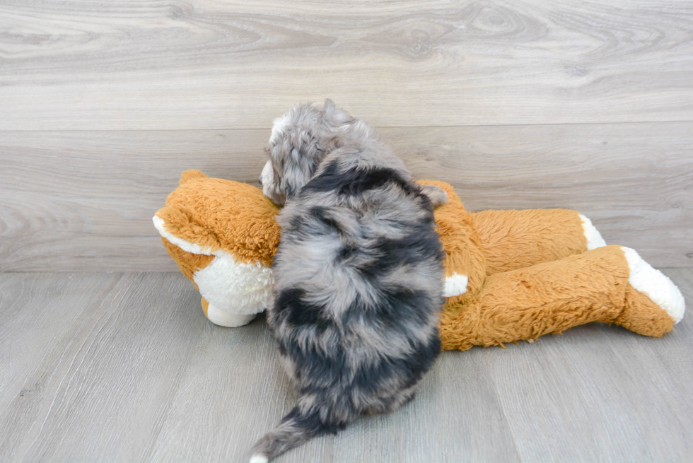 Small Mini Bernedoodle Baby