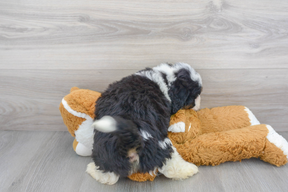 Mini Bernedoodle Pup Being Cute