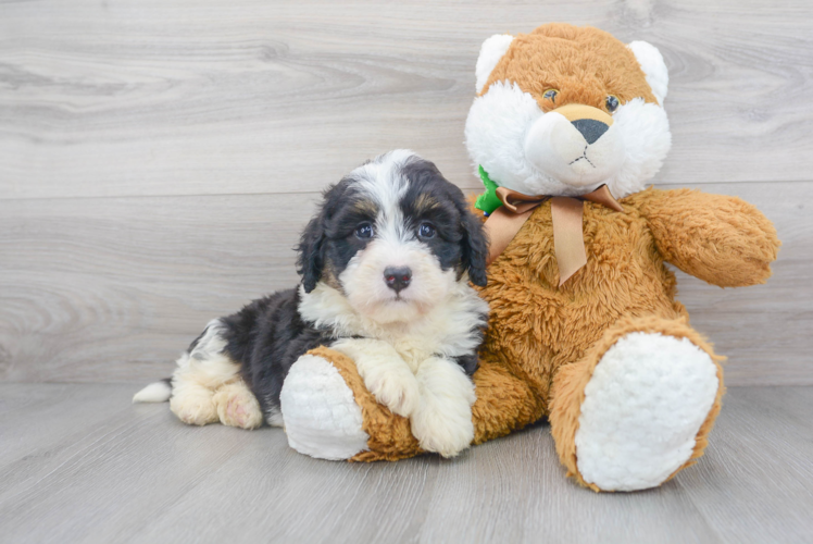 Petite Mini Bernedoodle Poodle Mix Pup